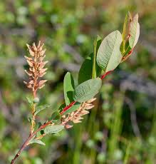Attēlu rezultāti vaicājumam “Salix myrtilloides”