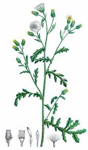 Attēlu rezultāti vaicājumam “Senecio viscosus”