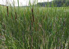 Attēlu rezultāti vaicājumam “Typha angustifolia”