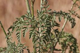 Attēlu rezultāti vaicājumam “Daucus carota subsp. carota fruit”