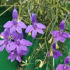 Image result for Consolida ajacis oder Consolida regalis