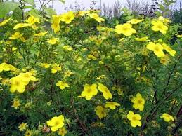 Attēlu rezultāti vaicājumam “Potentilla erecta”
