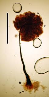 Attēlu rezultāti vaicājumam “Comatricha elegans stalked”