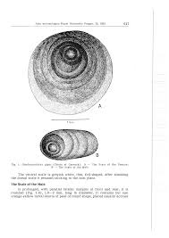Attēlu rezultāti vaicājumam “Chionaspis salicis imago”