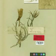 Attēlu rezultāti vaicājumam “Tragopogon heterospermus leaf”