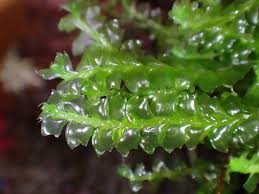 Attēlu rezultāti vaicājumam “Harpanthus flotovianus cells”