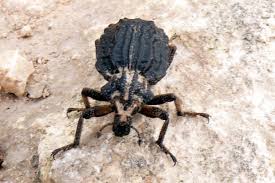 Image result for Brachycerus undatus