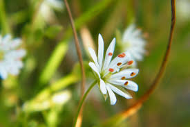 Attēlu rezultāti vaicājumam “Stellaria holostea flower”