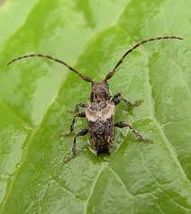 Attēlu rezultāti vaicājumam “Pogonocherus hispidulus”