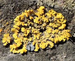 Attēlu rezultāti vaicājumam “Xanthoria parietina”