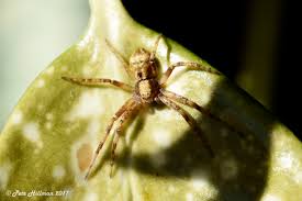 Attēlu rezultāti vaicājumam “Philodromus sp.”