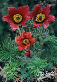 Attēlu rezultāti vaicājumam “Pulsatilla vulgaris”