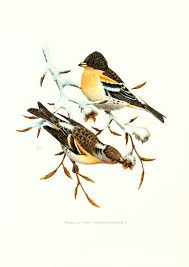 Image result for Fringilla montifringilla