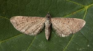 Attēlu rezultāti vaicājumam “Eupithecia satyrata”