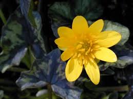 Attēlu rezultāti vaicājumam “Ficaria verna flower”