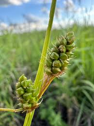 Attēlu rezultāti vaicājumam “Carex lepidocarpa fruit”