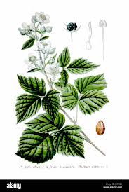 Attēlu rezultāti vaicājumam “Rubus caesius fruit”