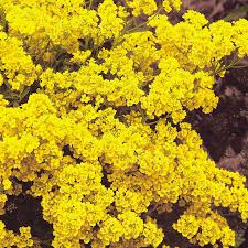 Image result for Alyssum saxatile
