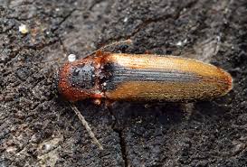 Attēlu rezultāti vaicājumam “Dalopius marginatus”