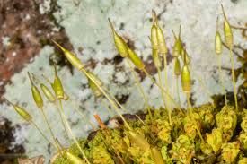 Attēlu rezultāti vaicājumam “Encalypta”