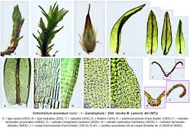 Attēlu rezultāti vaicājumam “Orthotrichum anomalum”