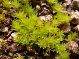 Attēlu rezultāti vaicājumam “Sphagnum tenellum”