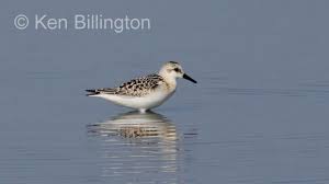 Attēlu rezultāti vaicājumam “Calidris alba”