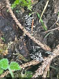 Attēlu rezultāti vaicājumam “Tortula lingulata”