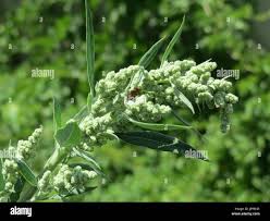 Attēlu rezultāti vaicājumam “Chenopodium album”