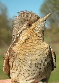 Attēlu rezultāti vaicājumam “Jynx torquilla adult”