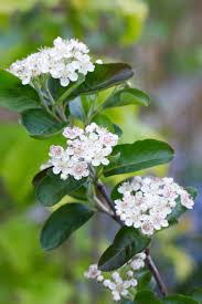 Attēlu rezultāti vaicājumam “Aronia melanocarpa flower”