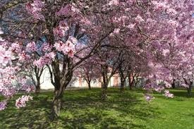 Attēlu rezultāti vaicājumam “Prunus cerasifera flower”