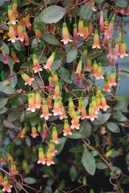 Attēlu rezultāti vaicājumam “Crassulaceae”