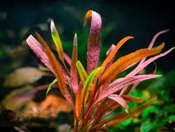 Attēlu rezultāti vaicājumam “Cryptocala chardinyi”