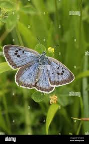 Attēlu rezultāti vaicājumam “Phengaris arion”