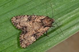 Attēlu rezultāti vaicājumam “Apamea epomidion”