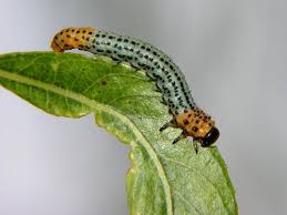 Attēlu rezultāti vaicājumam “Nematus salicis”