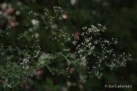 Attēlu rezultāti vaicājumam “Galium schultesii”