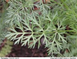 Attēlu rezultāti vaicājumam “Carum carvi leaf”