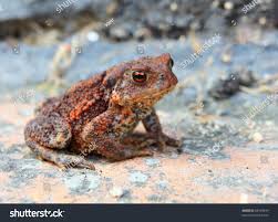 Attēlu rezultāti vaicājumam “Bufo bufo juvenile”