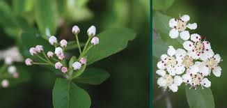 Attēlu rezultāti vaicājumam “Aronia melanocarpa bud”