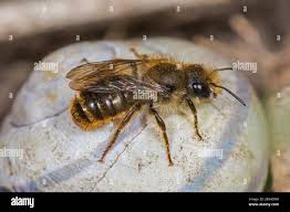 Attēlu rezultāti vaicājumam “Osmia bicolor”