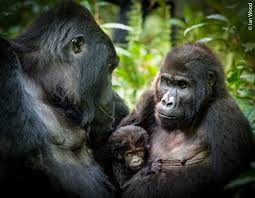 Attēlu rezultāti vaicājumam “Craterium minutum young”