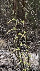 Attēlu rezultāti vaicājumam “Salix rosmarinifolia”