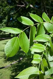Attēlu rezultāti vaicājumam “Juglans cinerea leaf”