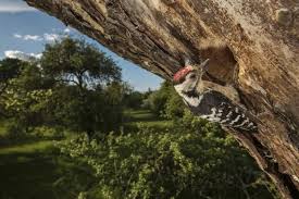 Attēlu rezultāti vaicājumam “Dendrocopos minor male”