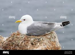 Attēlu rezultāti vaicājumam “Rissa tridactyla adult”