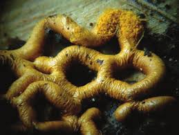 Attēlu rezultāti vaicājumam “Cribraria languescens macro”