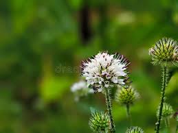 Image result for Dipsacus pilosus