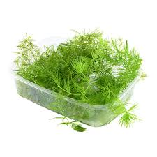 Attēlu rezultāti vaicājumam “Ceratophyllum demersum”